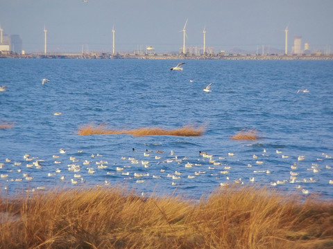 莱州海边风光