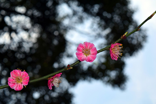 梅花