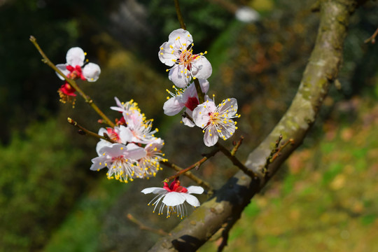 梅花