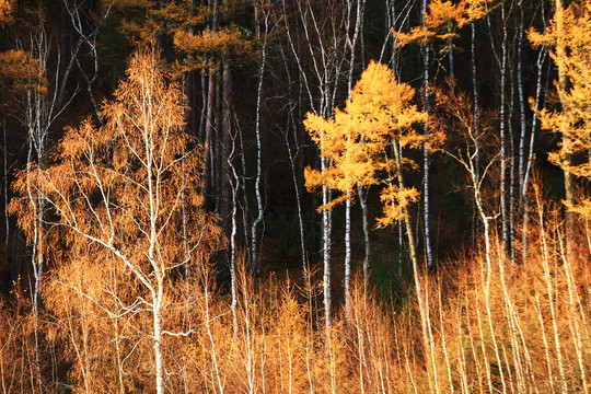 金色的树林