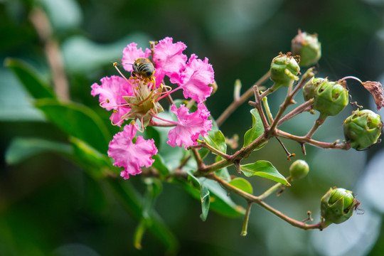 鲜花