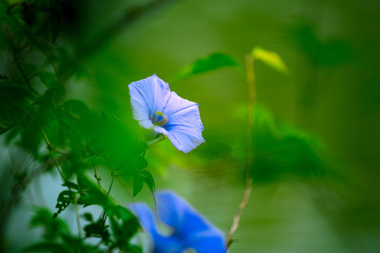 牵牛花