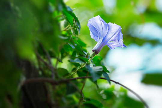 牵牛花