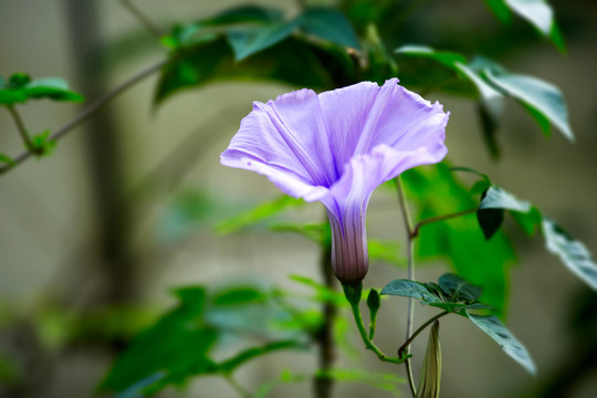 牵牛花