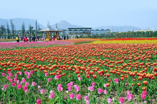 郁金香花海