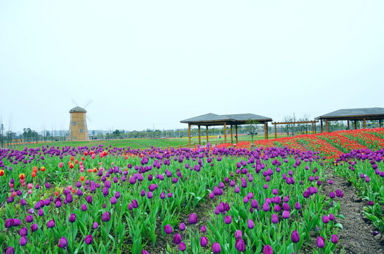 郁金香花田