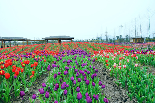 郁金香花田