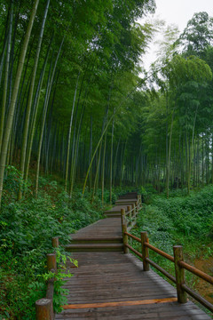 江苏宜兴竹海风景区夏日迷人风光