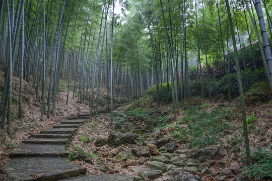 江苏宜兴竹海风景区夏日迷人风光