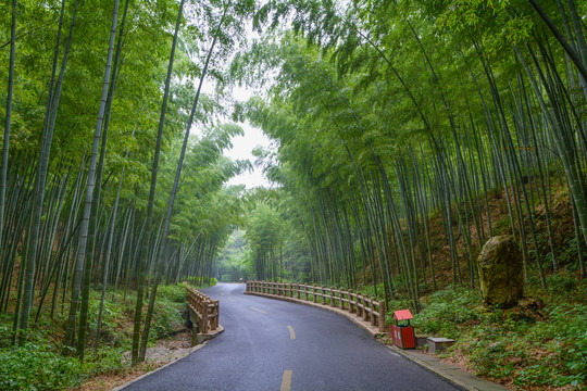 江苏宜兴竹海风景区夏日迷人风光