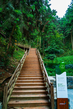 广西高峰森林公园木栈道