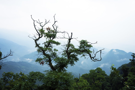 青城山