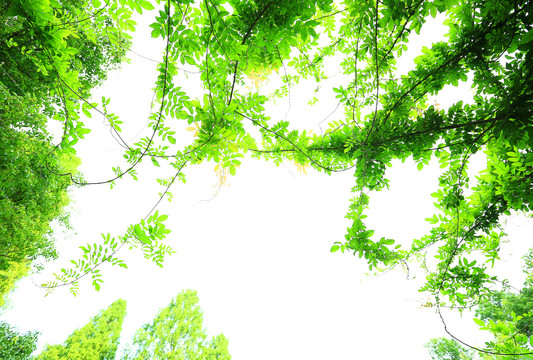 绿色树叶边框背景素材