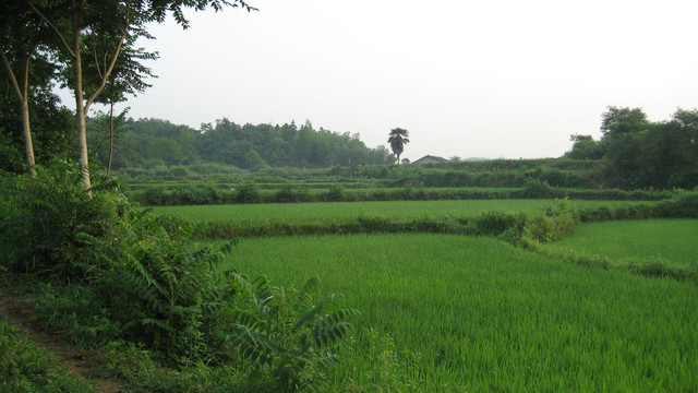 绿色的田野