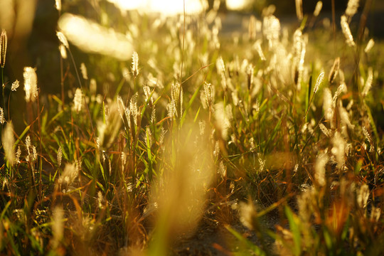夕阳下的草丛