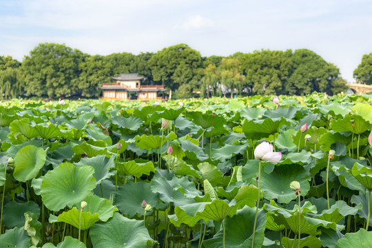 杭州西湖