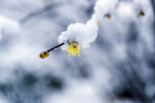 雪中腊梅