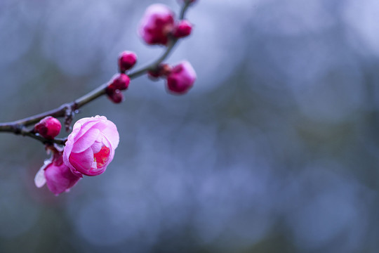 红梅花开