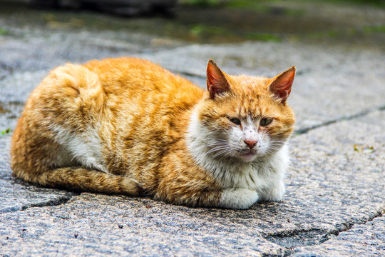 小橘猫