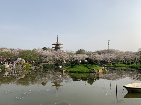 武汉东湖樱花园