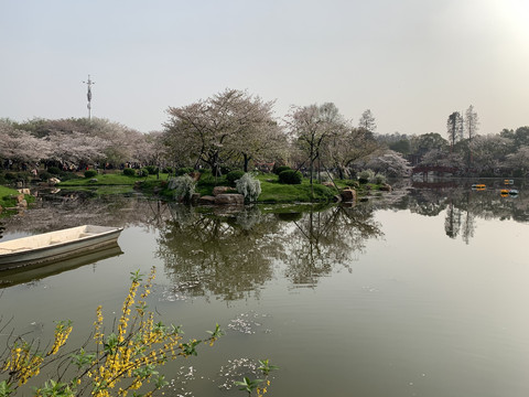 武汉东湖樱花园