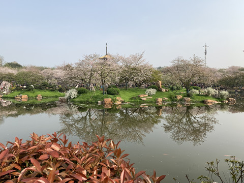 武汉东湖樱花园