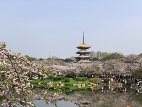 武汉东湖樱花园