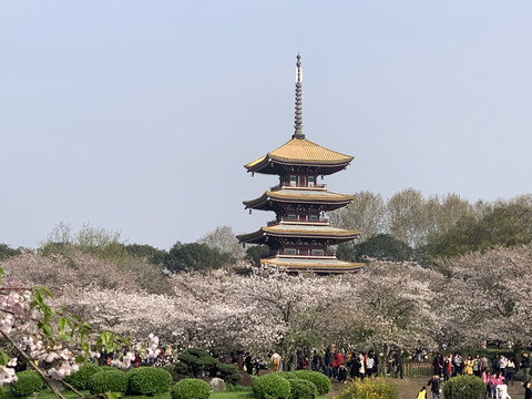 武汉东湖樱花园