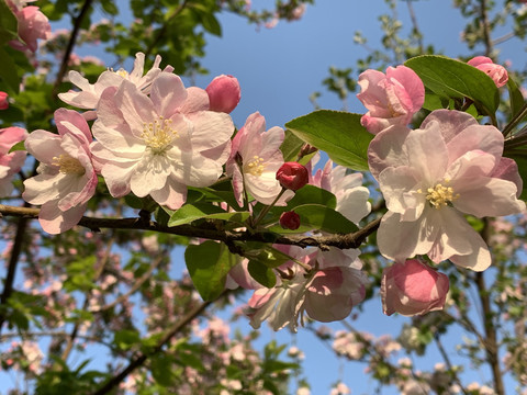 中关村海棠花