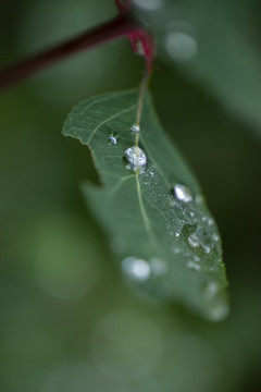 雨水