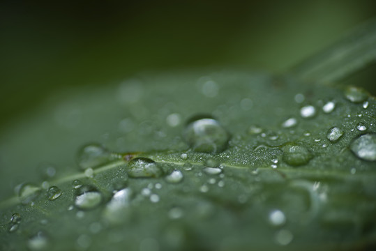 雨水