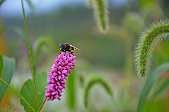 蜜蜂采蜜