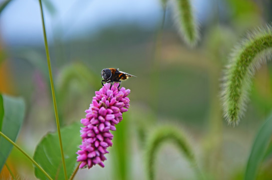 蜜蜂采蜜