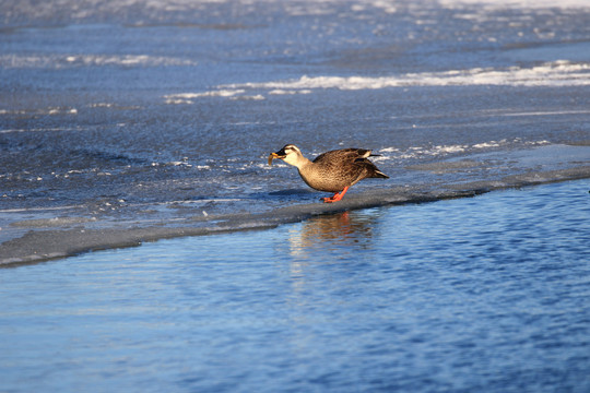 野鸭子捉泥鳅