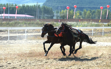 内蒙古第六届马术节