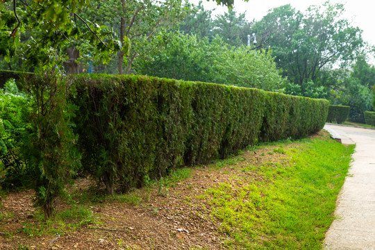园林绿化植物墙