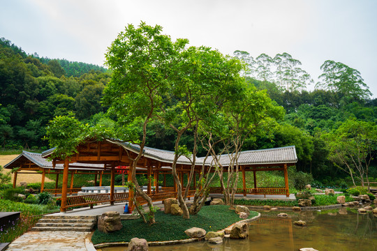 广西高峰森林公园生命河谷