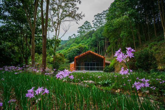 广西高峰森林公园