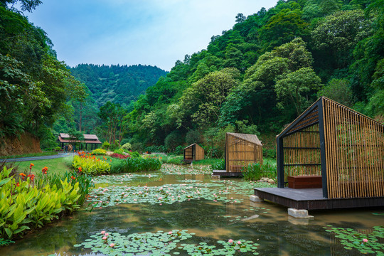 广西高峰森林公园莲花池