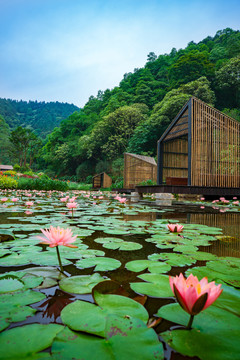 广西高峰森林公园莲花池