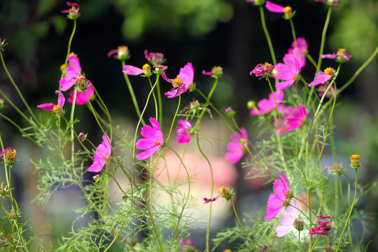 格桑花