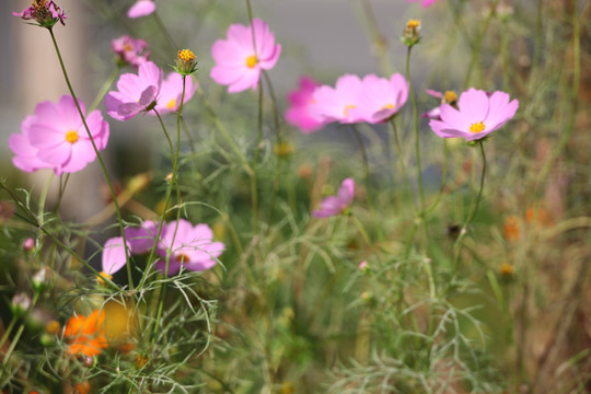 格桑花