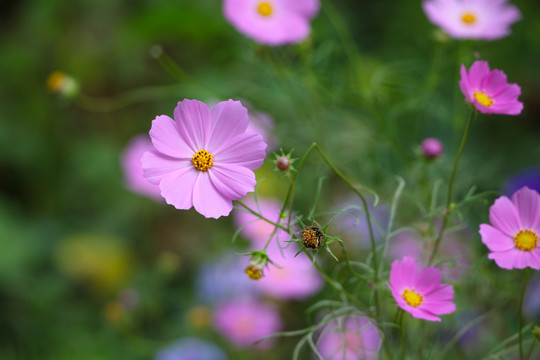 格桑花