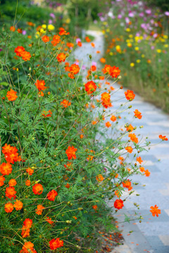 格桑花