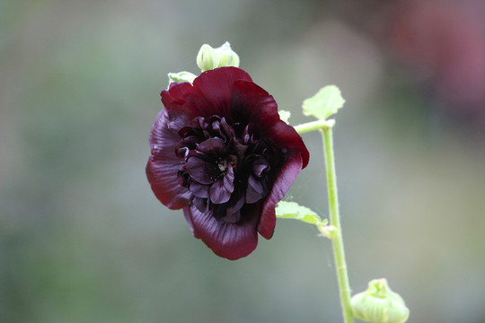 黑菊花