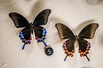 各种蝴蝶标本