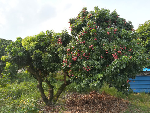 荔枝树