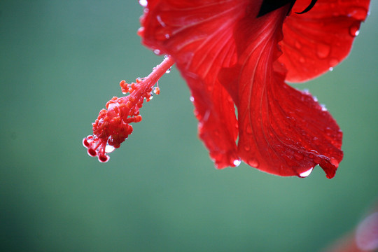 木槿花