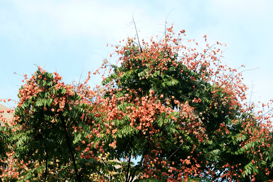 栾树开花