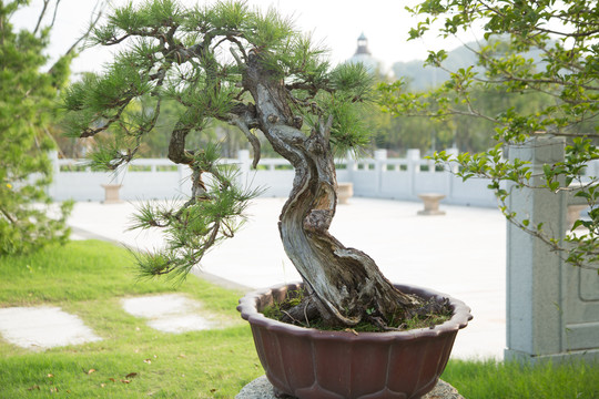 松树盆景